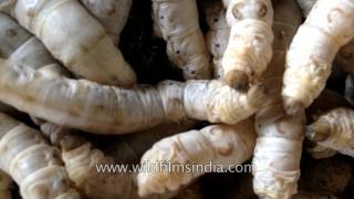 Silk worm farming in India how your silk is made [upl. by Htebilil]