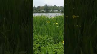 Haggerston Castle Caravan Park What Wildlife Can We Find [upl. by Wesle]