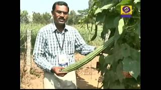 A profitable Heerekai ಹೀರೆಕಾಯಿ Hirekai Cultivation for Successful Vegetable Farming [upl. by Ssilem]