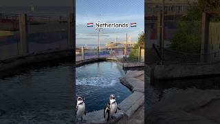 📍The Hague Netherlands 🇳🇱 Follow and Like for More 😊 pinguine sealife enjoy [upl. by Fang367]