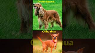 The Incredible Diversity of Dog Breeds Around the Worlddogs [upl. by Baudelaire322]