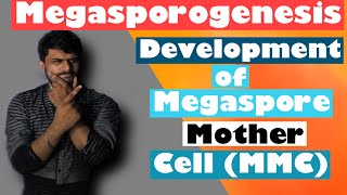 Megasporogenesis  Development of Megaspore Mother Cell MMC🔥🤔🔥 [upl. by Culliton]