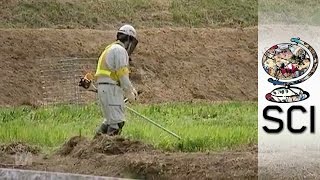 Fukushima’s Radioactive Contamination Three Years On [upl. by Arramat269]