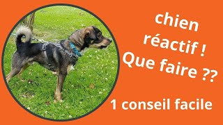 Chien réactif humains ou congénères que faire  1 conseil facile à mettre en place [upl. by Suivatna]