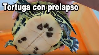 Tortuga con Proalpso Cloacal [upl. by Braden807]