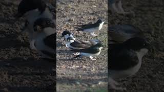 The western house martin Delichon urbicum collecting nest material shortvideo birds housemartin [upl. by Colfin]