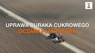 Uprawa buraka cukrowego oczami plantatora  Rozmowa z Panem Filipem Molikiem cz 2 [upl. by Elimaj]