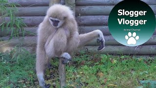 Hilarious Gibbons Freak Out About Rodent [upl. by Ynaffyt]