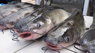 Catfish Fishing Orange County  Some Tips and Tricks [upl. by Mayes]