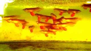 Aqua Gold Baby Crossback Golden Arowana [upl. by Landers]