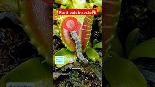 venus flytrap eats meat 😱 amazingfacts factsinhindi new facts latest trending ytshorts 1m [upl. by Anole22]