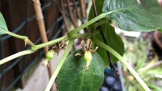 Kiwi berry Actinidia Arguta issai putting on decent growth at last and a small surprise [upl. by Weaks]