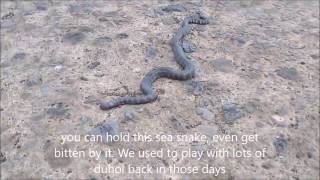 Duhol Sea Snake of Laguna de Bay [upl. by Irroc]