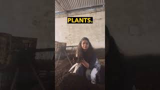 Compost for plants in hyderabad composting homecompost gardening plant composteducation [upl. by Veejar]