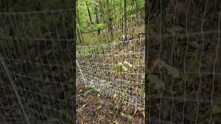 Goats and Rams Enjoying the Woods growingrootsfarm farming rotationalgrazing goats sheep [upl. by Haidebez791]