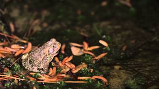 American Toad Calling [upl. by Renat]