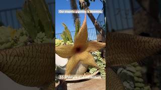 For the first time our stapelia gigantea is blooming It’s awesome [upl. by Clarie]