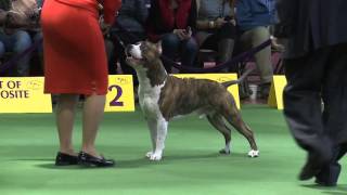 American Staffordshire Terrier Westminster Kennel Club Dog Show 2016 [upl. by Celie]