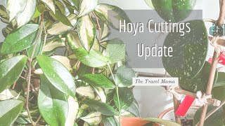 Hoya Cuttings UpdateSunrise Rosita Kerrii Eskimo Wilbur Graves And More [upl. by Leruj55]