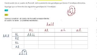 CONSTRUCCION DE UN CUADRO DE PUNNETT PARA GENOTIPOS CON 2 FENOTIPOS [upl. by Heshum818]