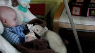 Ferret stealing babys toy [upl. by Kavita816]