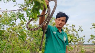 Trap underground snakes using deep pits plastic buckets and falling chickens [upl. by Nobell]