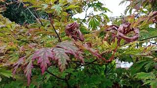 Japanese Maple Summer Issue [upl. by Las]