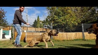 CANECORSO AGRESSIF ENVERS LES AUTRES CHIENS [upl. by Dagney183]