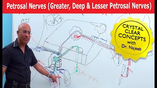 Petrosal Nerves  Greater Deep and Lesser Petrosal Nerves [upl. by Len]