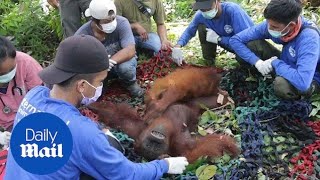 Baby orangutan clings to mother as theyre rescued from Borneo forest [upl. by Uile136]