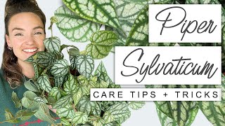 Make Your Piper Sylvaticum THRIVE 🌱 Tips  Tricks For Piper Plant [upl. by Kore]