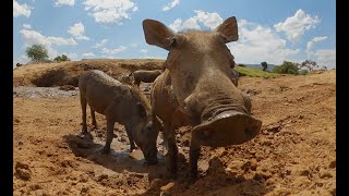 Lions Hunt Warthogs  But Do They Have An Escape Plan [upl. by Eyllib]