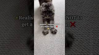 🔊Realistic Reasons Not to Get a Maine Coon Cat 💔😼 Watch before getting one 🙈 [upl. by Nyrek]