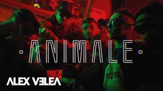 Alex Velea  Animale  Official Video [upl. by Eeniffar]