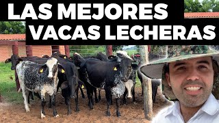 Beneficios De La Raza Girolando  Vacas Lecheras [upl. by Goer]