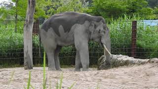 餌を食べる雄ゾウ Asian bull elephant 2020 0716 [upl. by Gilmour]