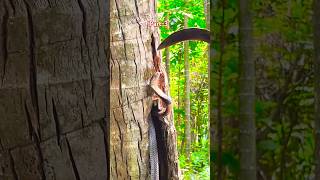 Rescue work is underway to rescue the snake from the tree holesnake rescue Part3 [upl. by Patrich877]