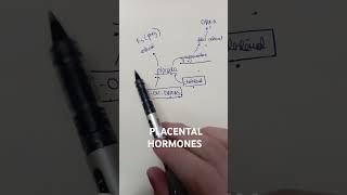 PLACENTAL HORMONES MRCOG1 mrcog discussyourstudyoptionwithus studywithmelivepomodoro12hours [upl. by Knowlton]