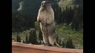 Schreeuwende Marmot Voice over Madlipz [upl. by Nerot227]