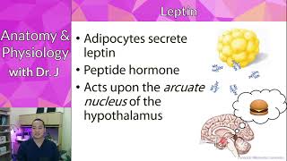 PHYL 142  Endocrine  Leptin amp Ghrelin [upl. by Ena]