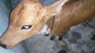 🙏Yeah hamari choti Gau Mata hai🙏 [upl. by Petronille]