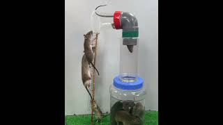 best mouse trap ideas at home  best homemade mouse trap from plastic pipe [upl. by Neraj595]