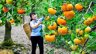 How to Harvest Persimmon goes To Market Sell  Harvesting and Cooking Tieu Vy Daily Life [upl. by Ettelrahc]