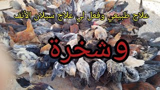 أسرع دواء لي علاج شخرةوسيلان الأنف والخمول ورعشة تربيةالدجاج اكسبلور دجاج [upl. by Alisen]