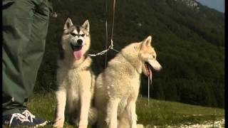 Husky Siberien et Malamute dAlaska [upl. by Jeri]