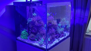 Aquaone Reefsys 180 [upl. by Mcarthur148]