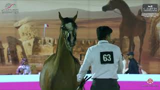 N 63 ANOOD AL RIFFA Bahrain Breeders Show 2024 Emirates AHGC Junior Fillies Class 2B [upl. by Sitra108]