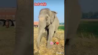 Dal baba hathi youtubeshorts minivlog vlog elephant nihanglife khalsa shortvideo [upl. by Etac]