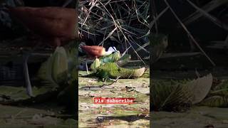 The Beautiful Jacana Bird of Africa ytshorts Jacana [upl. by Lipman]