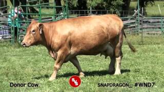 SNAPDRAGON WND7 Donor Cow SHENANDOAH VALLEY SIMMENTALS [upl. by Leod]